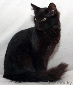 Нежный котенок в дар #761266