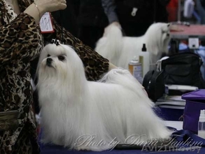 Продам породистых клубных щенков мальтезе (мальтийская болонка) #760468