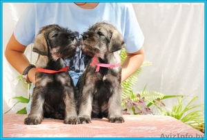 щенки Миттельшнауцера от Вице-Чемпиона Европы питомник! #762514