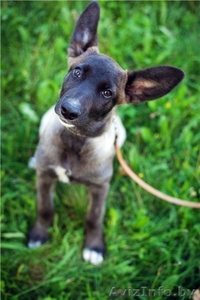 Мисси - замечательный щенок ищет заботливого хозяина! #757805