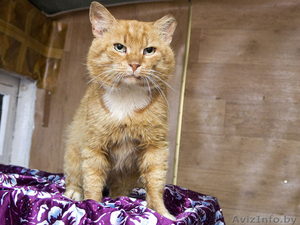 Рыжий кот Гарфилд - любовь на всю жизнь  #754363