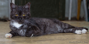 Гриша - метис британца и экзота в Дар! #753815