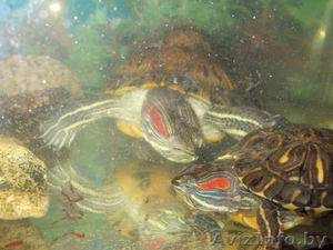 Продам 2-ух красноухих черепах. #762673