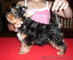 Йоркширский терьер для души  #752458