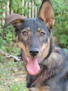 	 Молоденькая Линда в дар. Привита,  стерилизована #762697