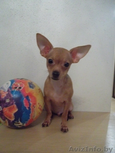 чихуахуа мальчик #751419