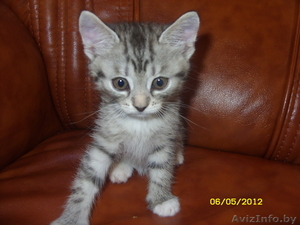 девочка котенок #752518