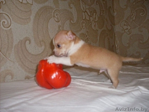 очаровательный мальчик Чихуахуа #748993