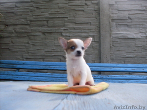Очаровательный щенок чихуахуа ищет хозяина #757035