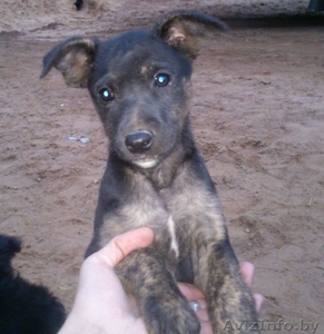 Щенки в дар (в поиске нового дома) #753517