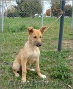 щенки с большими ушами в дар #754845