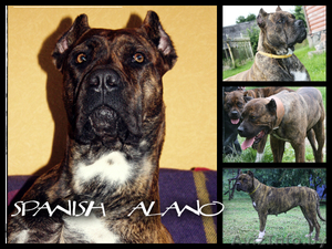 Щенки Испанского Алано #758007