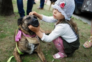 собака барби ищет дом #763229