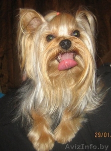 Йоркширский терьер ищет подругу для вязки #754407