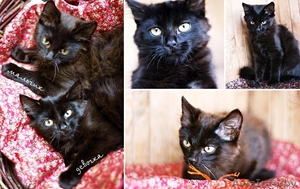 Черные воспитанные котята 5 месяцев в дар #752728
