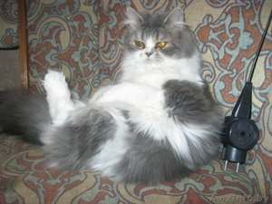 пропала кошка в раёне военного городка серо белый окрас #780743