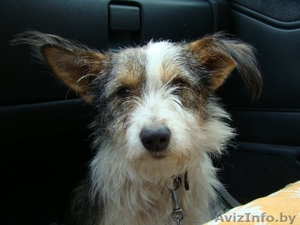 Щенки на любой вкус=) #765775