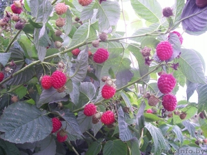 Саженцы малины (более 10 сортов),  ежевики,  шиповника. все по 10тыс #772561