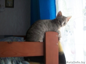 отдам в хорошие руки кошечку #782080