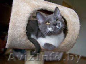 Ириска - дымчатое чудо. В дар!  #727481