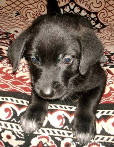 Щеночки-карапузики в  дар! #775367