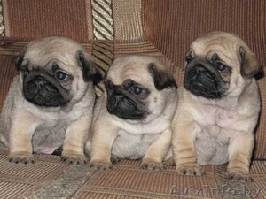 Мопс щенки мальчики и девочки,  бежевого окраса #275105