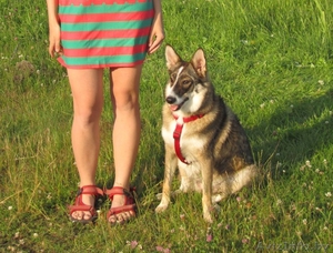 Вихра - красивая собака,  помесь с западно-сибирской лайкой #782480