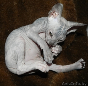 Котята ДОНСКОЙ СФИНКС #773846