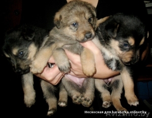 Щенки (мама нем овчарка) #773875