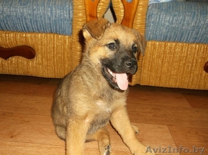 Красивый щенок в дар! #777894