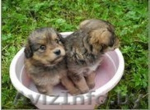 Прелестные малышки прелестной мамочки #769484