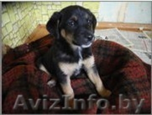 Рокки - веселый радостный малыш. #769477