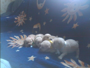 продам щенков с родословной #779935