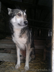 Продам охотничьих собак   #774513