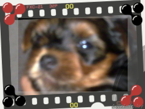 элитные мальчики-йорки #779978