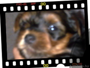 элита йоркширских терьеров #774013