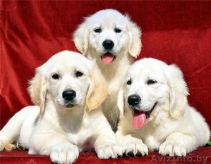 Щенки голден (золотистый) ретривера! Недорого #781762