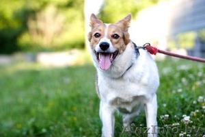 Собаки приюта в дар,  в добрые руки! #534322