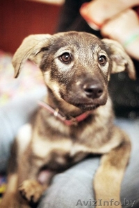 Герда-замечательный щенок!!! #778166