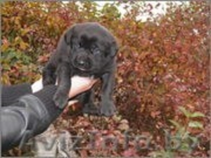 ____Щенки в дар!____ #779242