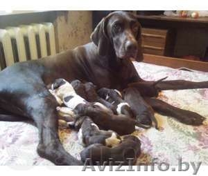 Продам отличных щенков курцхаара #765905