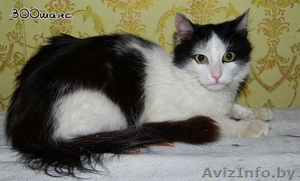 АСИЙ - бело-черный полупушистый красавец,  1, 5 года,  В ДАР #777072