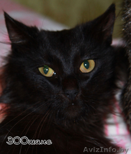 ЦЫГАН - черный пушистый страстный кошак,  1.5. года,  В ДАР #781913