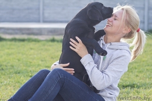 Щенки лабрадора. Породистые,  с родословной. #771185