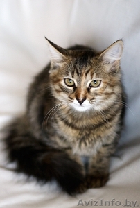 Киса-Кисуля - девочка-красавица! #765769