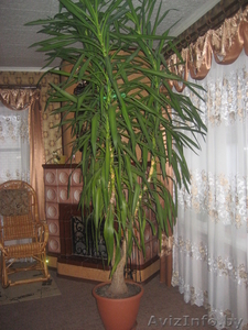 Юкка слоновая? Возраст 9 лет. Высота 3 метра. #771072