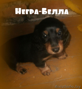 щенки карликовой мраморной таксы #771402