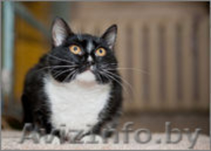 Бьорк - красота с глазами цвета луны в дар! #773392