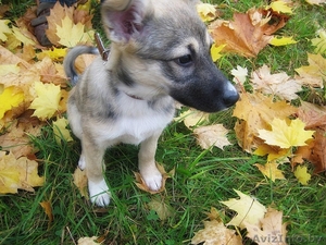 Отдается щенок-девочка в добрые руки! #780647