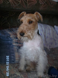 фокстерьер вязка #777459